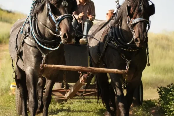 Guided Horseback, Fly Fishing & Sleigh Rides Near Park City | Rocky Mountain Outfitters
